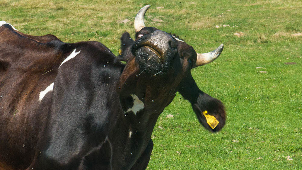 Kuh schüttelt sich nach dem Trinken und die Wassertropfen fliegen